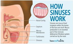 How Sinuses Work