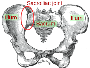 Sacroiliac Joint in Pelvic bone.
